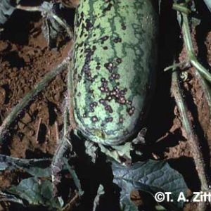 آنتراکنوز هندوانه:Colletotrichum lagenarium