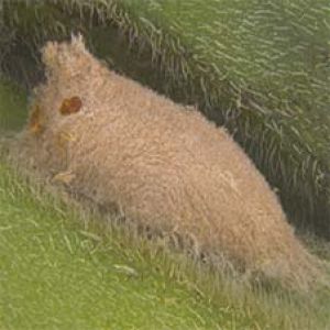 کرم خاردار پنبه: Earias insulana