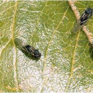 پسیل گلابی: Cacopsylla pyricola
