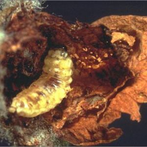 سرخرطومی سیب: Anthonomus pomorum
