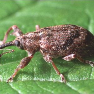سرخرطومی سیب: Anthonomus pomorum