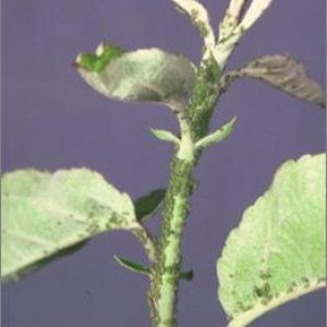 شته سیب: Aphis pomi