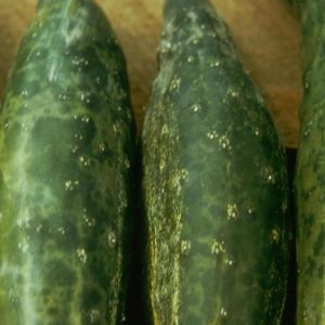 ویروس موزاییک خیار: CMV= Cucumber Mosaic Virus