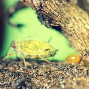 شته سیب: Aphis pomi