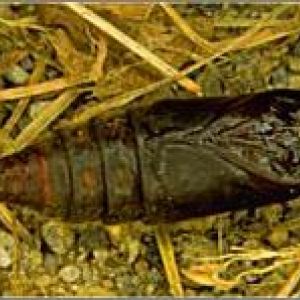 پروانه تخم انگشتری: Malacosoma neustria
