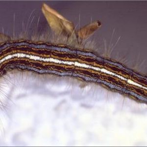 پروانه تخم انگشتری: Malacosoma neustria