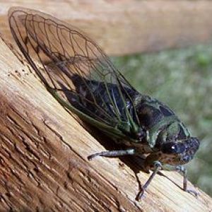 زنجره مو: Psalmocharis alhageos