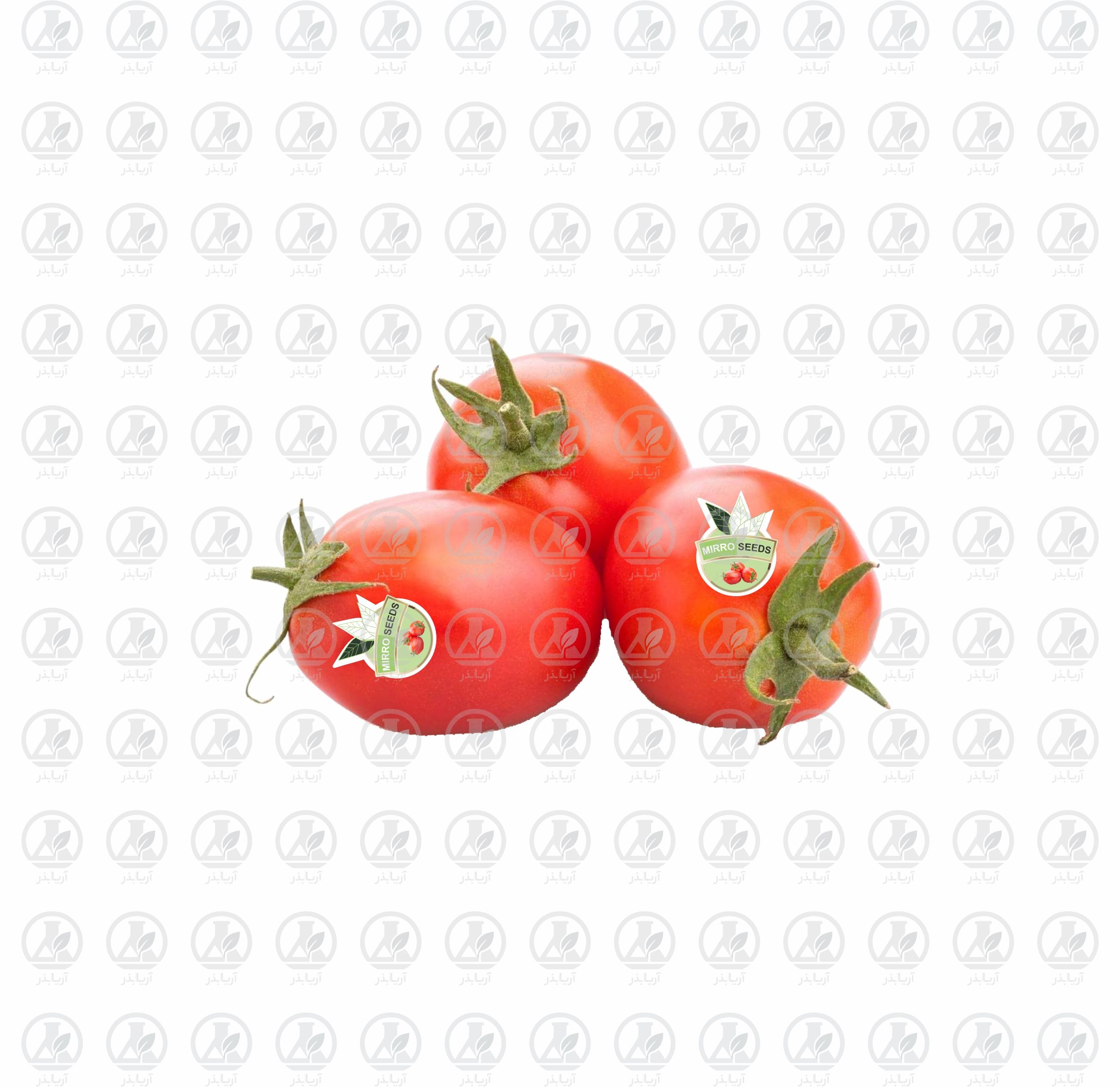 گوجه فرنگی