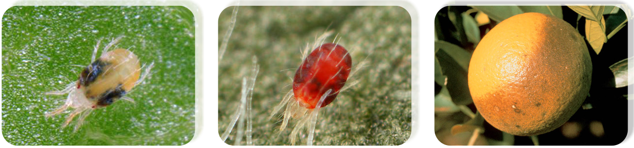 spiro